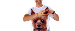Pozytywny grooming i pielęgnacja psów